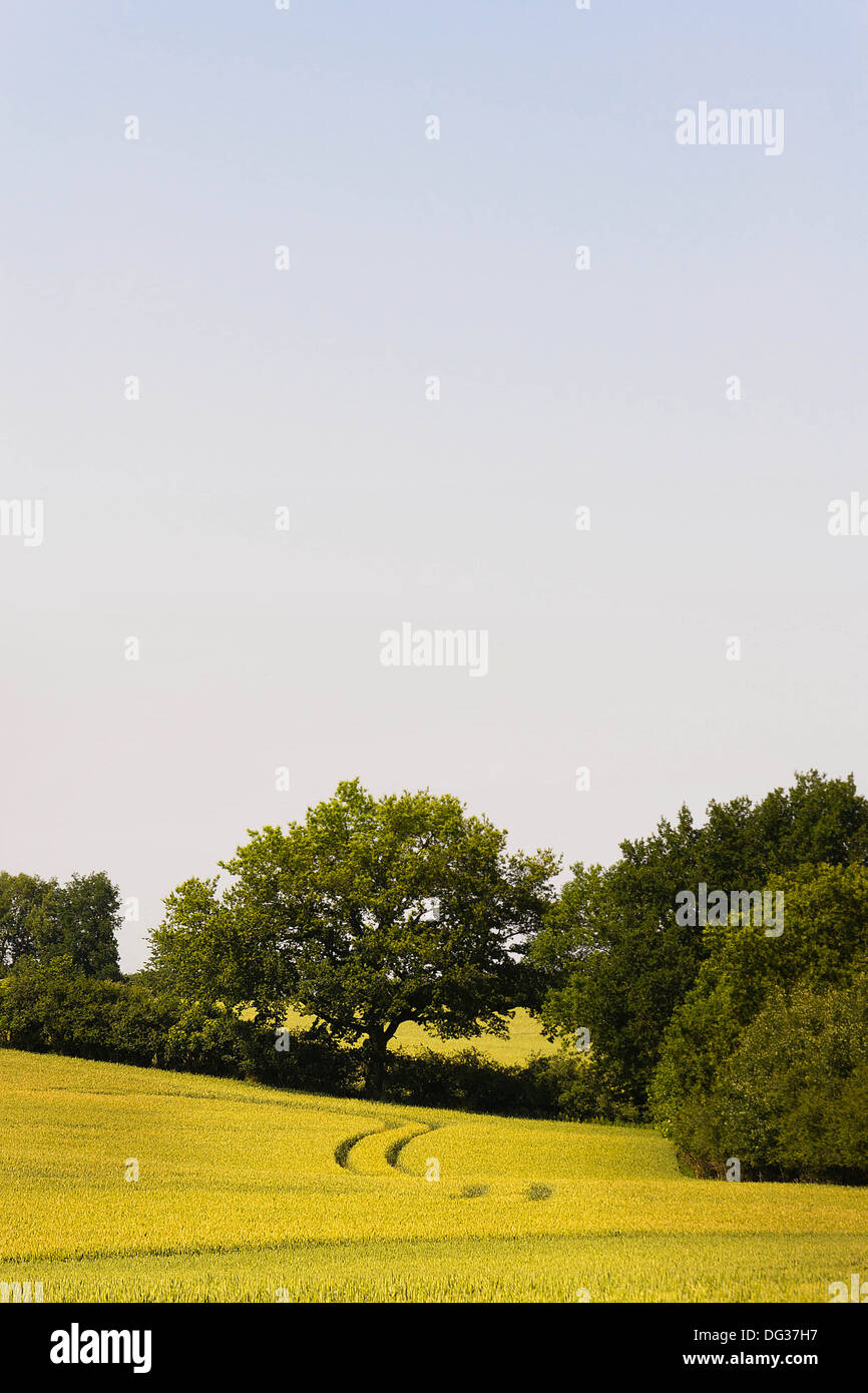 cropland with trees and blue sky Stock Photo