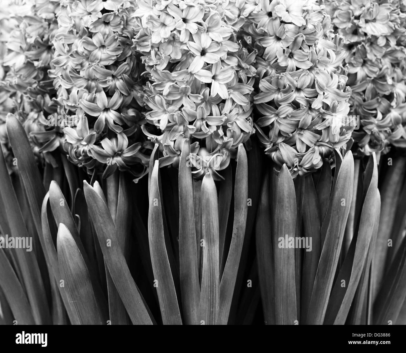 a row of hyacinths Stock Photo Alamy