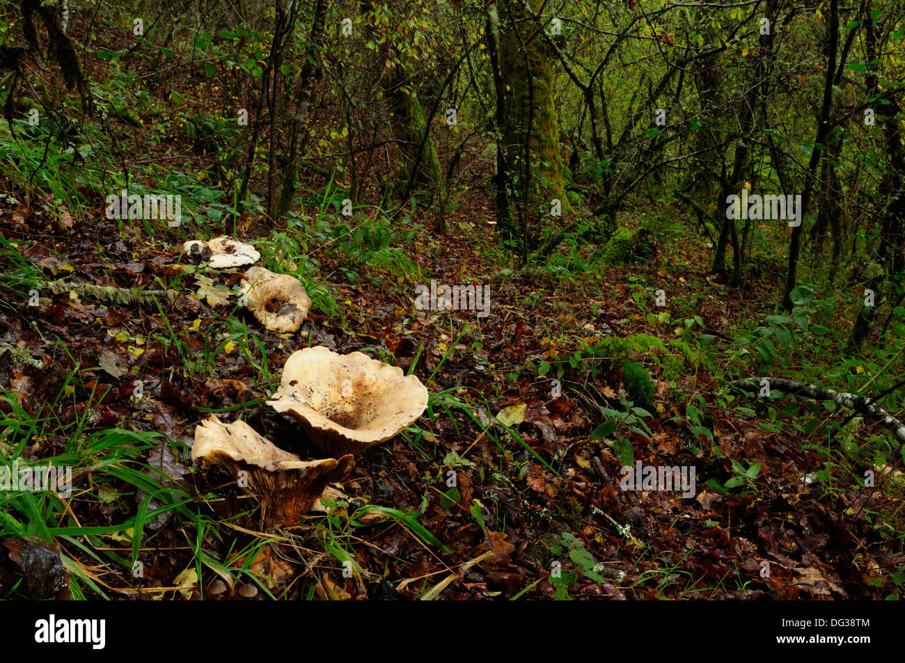 The trooping funnel or monk's head toadstools (Clitocybe geotropa) in the forest. Stock Photo