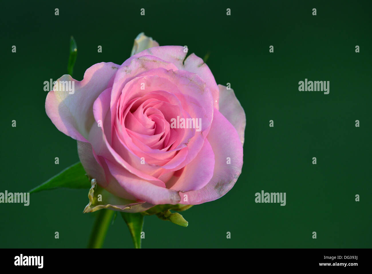Captured in soft light hi-res stock photography and images - Alamy