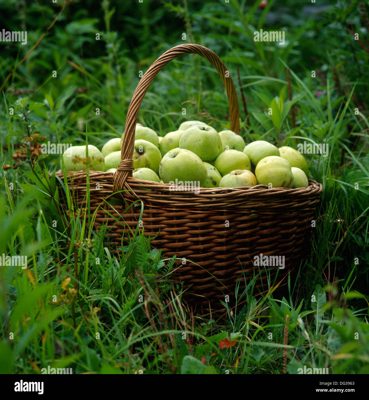 A basket full of apples staying on a grass Stock Photo - Alamy
