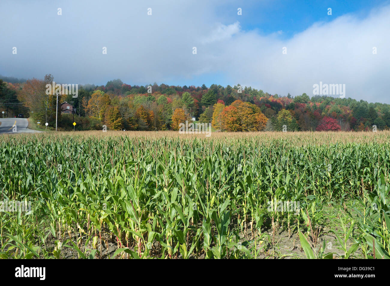 Cornfield with changing leaves in background, Stowe, Vermont Stock Photo