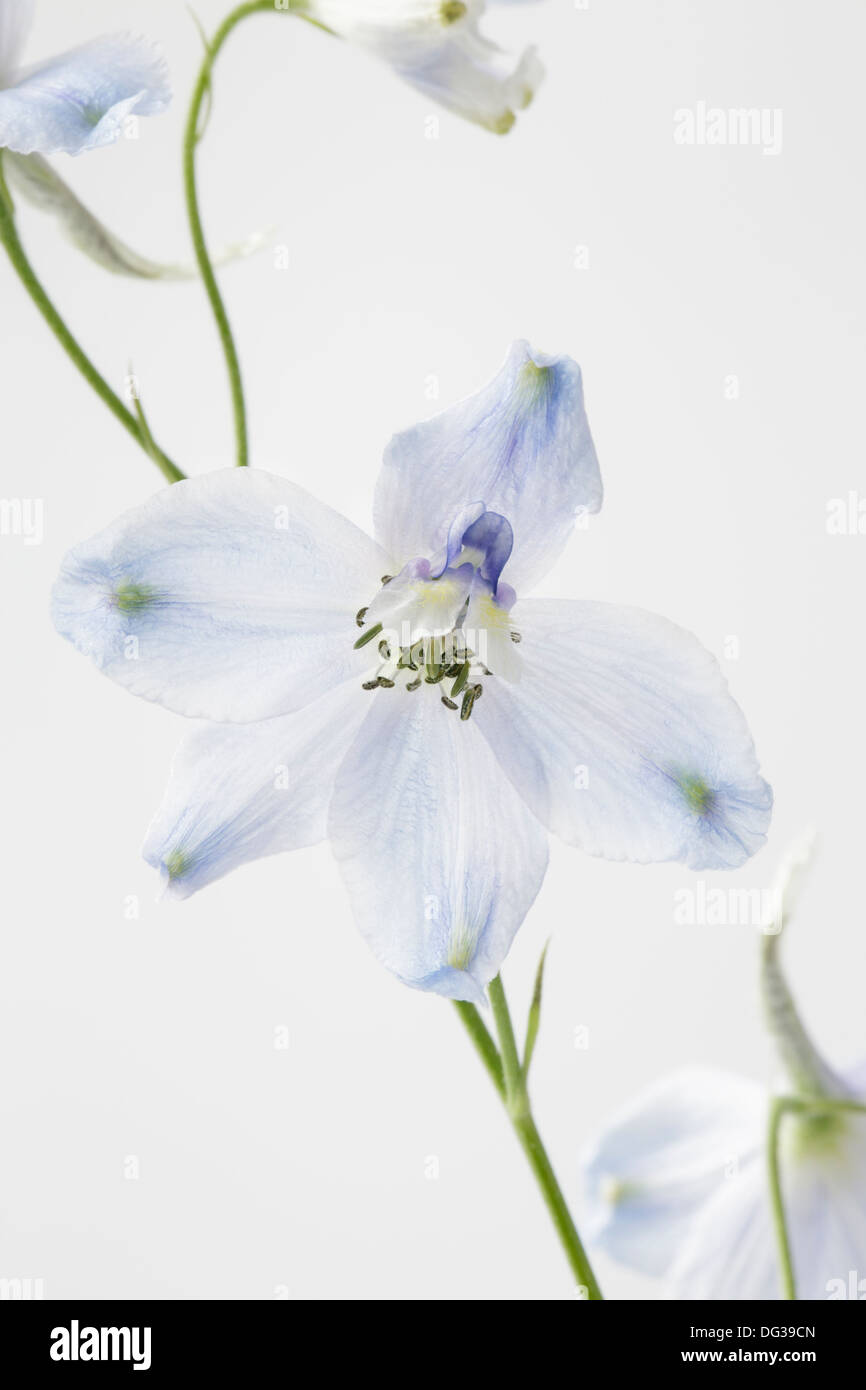 Delphinium close up Stock Photo