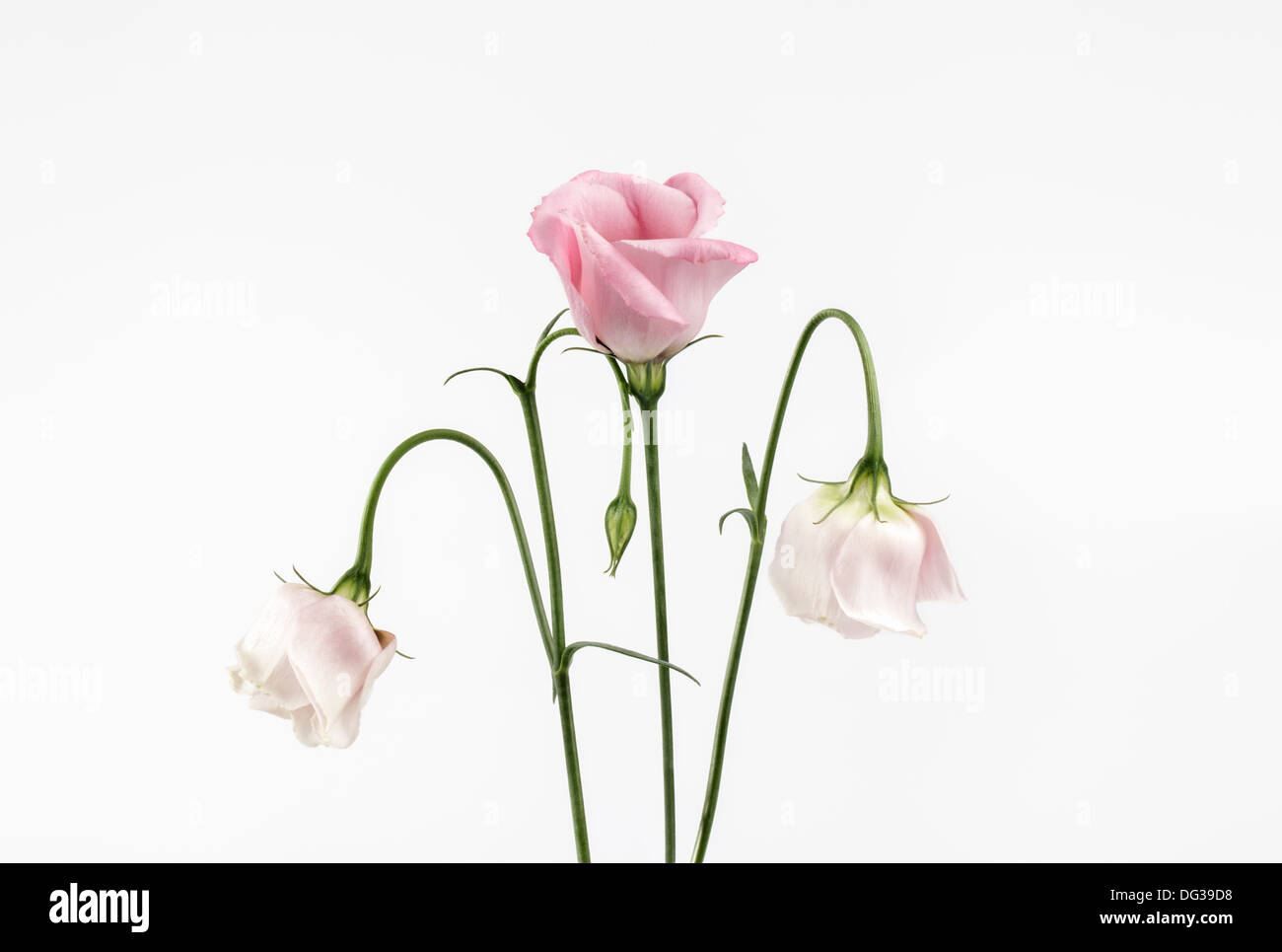 Three pink Eustoma, Lisianthus Stock Photo