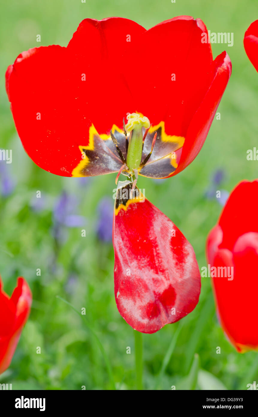 Darwin tulip, open flowerhead with one petal missing Stock Photo