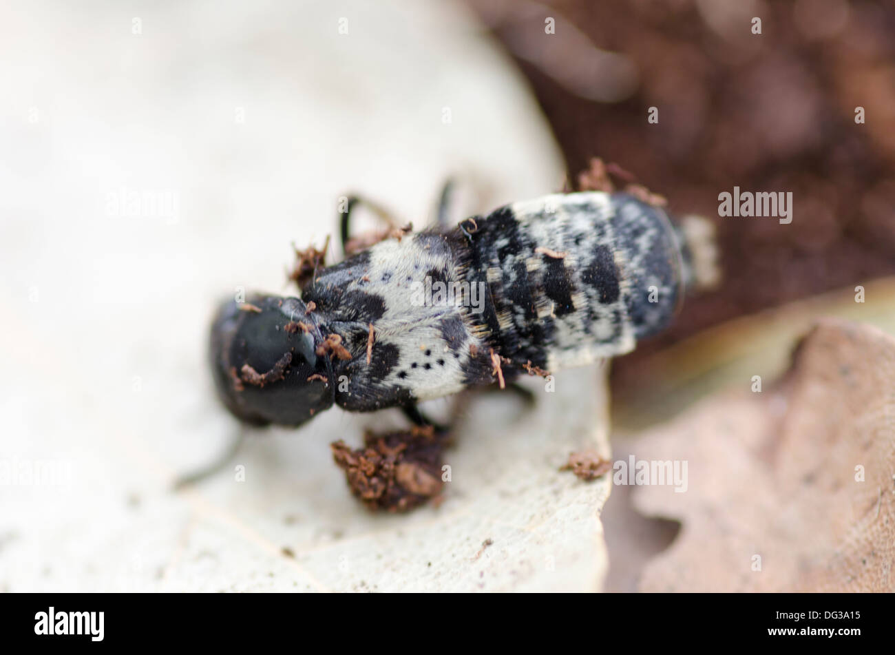 Creophilus maxillosus, rove beetle. Stock Photo