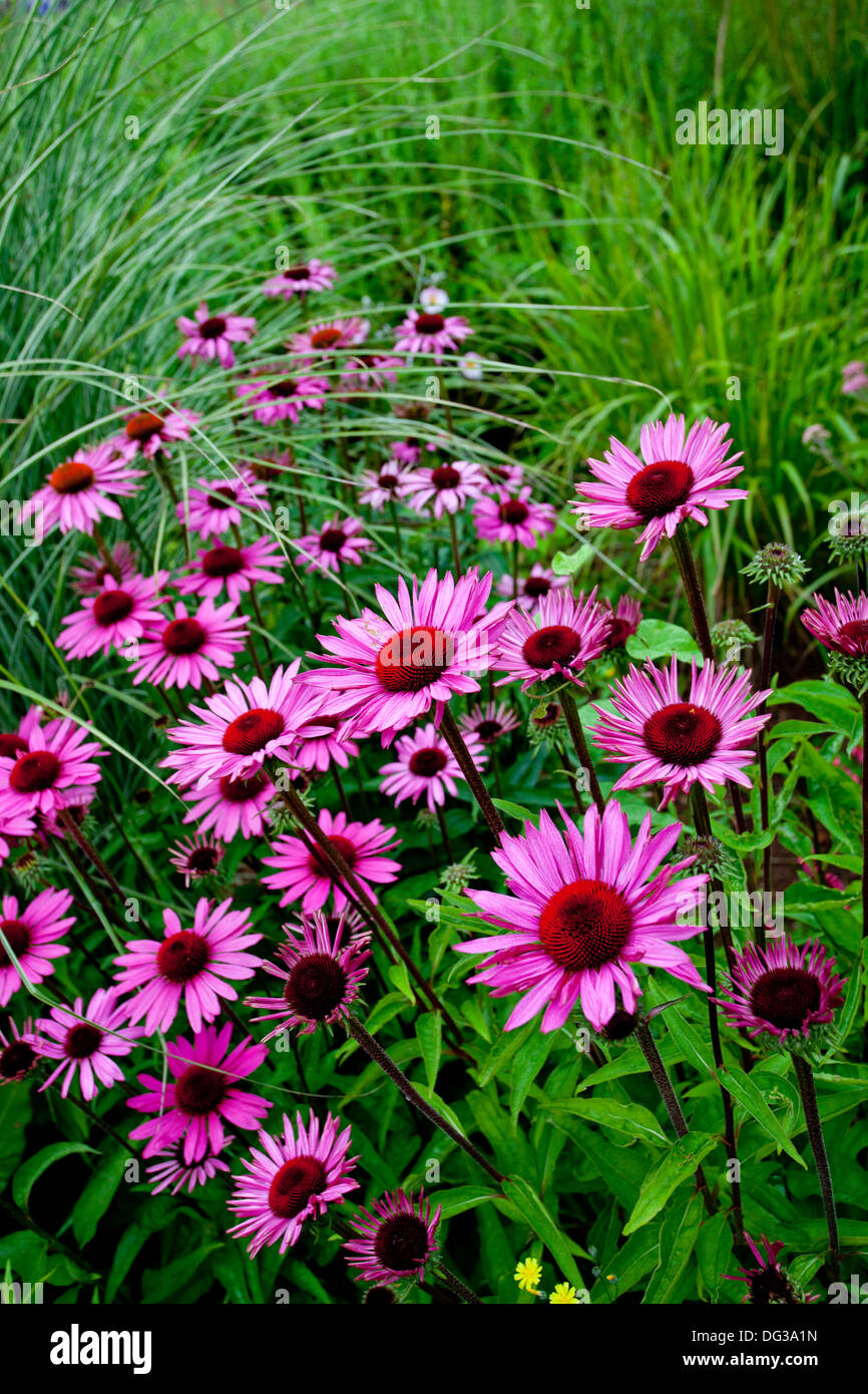 Echinacea growing hires stock photography and images Alamy