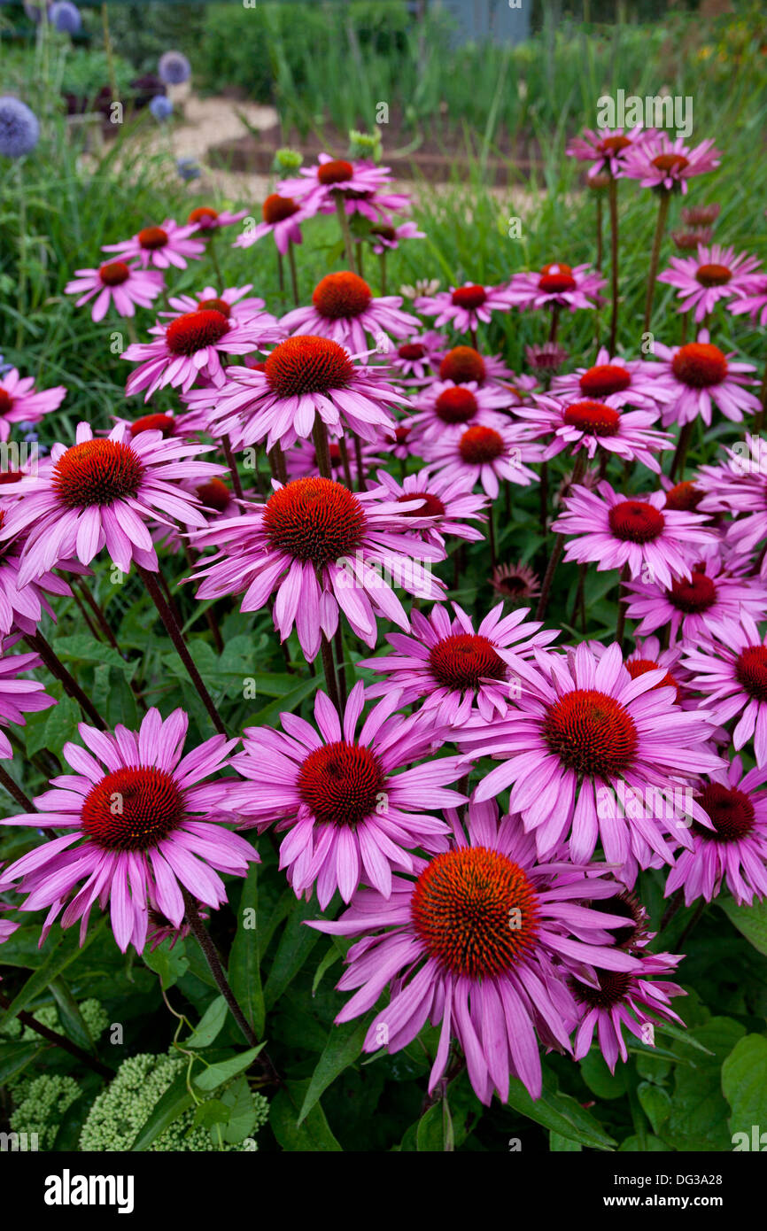 Echinacea growing in the 'prairie' garden at Lady Farm, Chelwood, nr Bath, Somerset, England UK Stock Photo