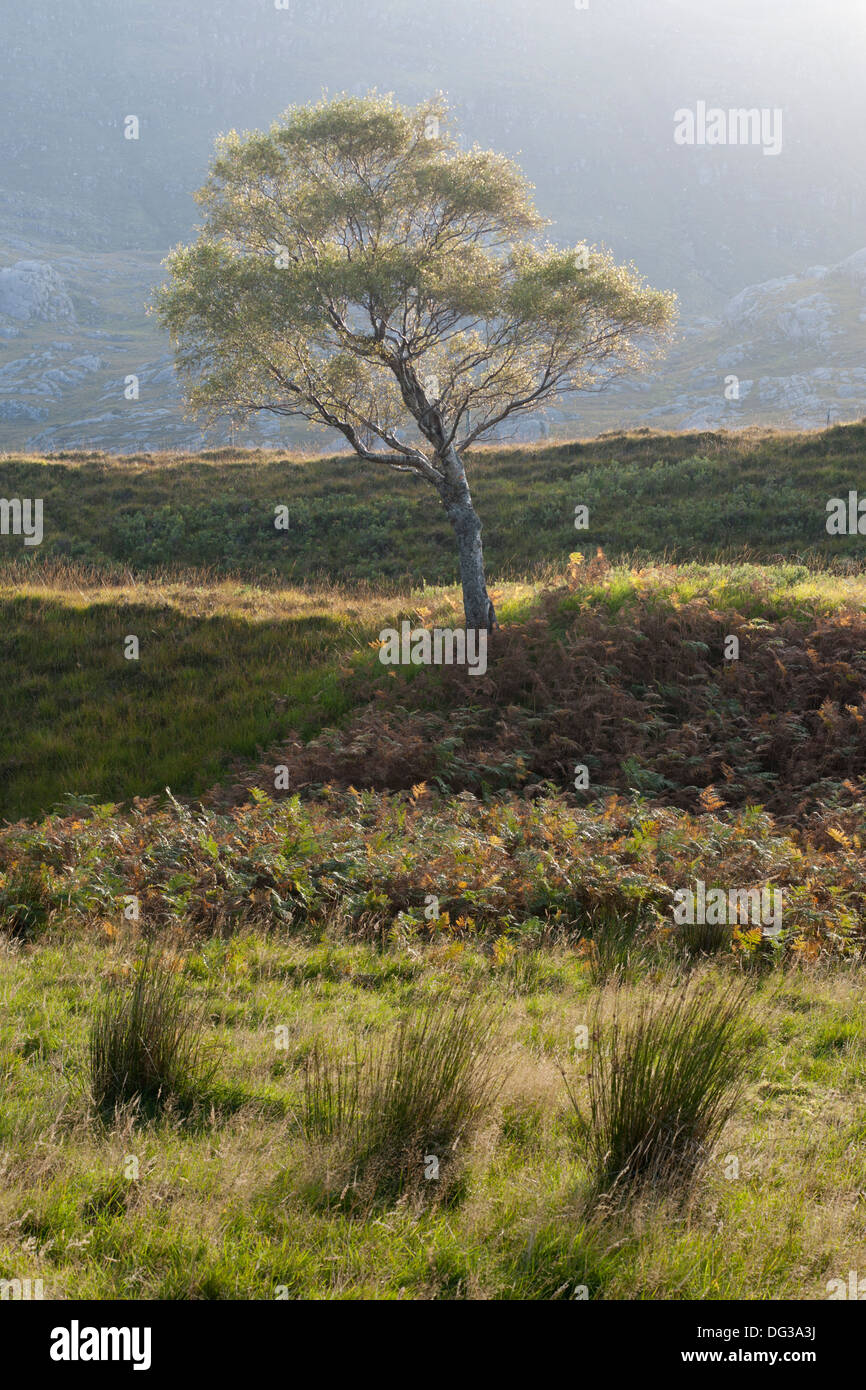 A single Scots Pine, Balgy, Wester Ross, Scotland, UK Stock Photo