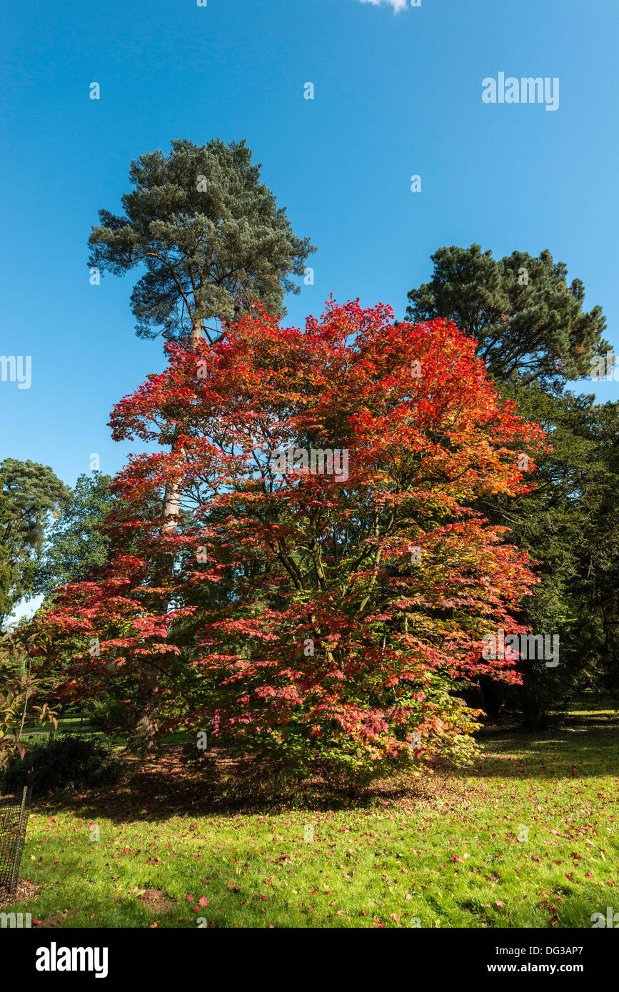 Acer tree in autumn colours in National Arboretum, Westonbirt nr Tetbury Glos. Engalnd UK. managed by the Forestry Commission. Stock Photo