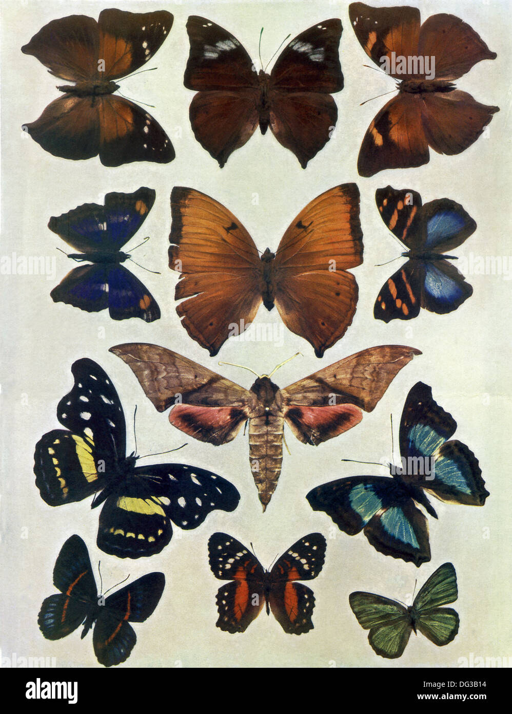 This illustration appeared in the Penrose Pictorial Annual of 1900. This image shows 12 different specimens of butterflies. Stock Photo