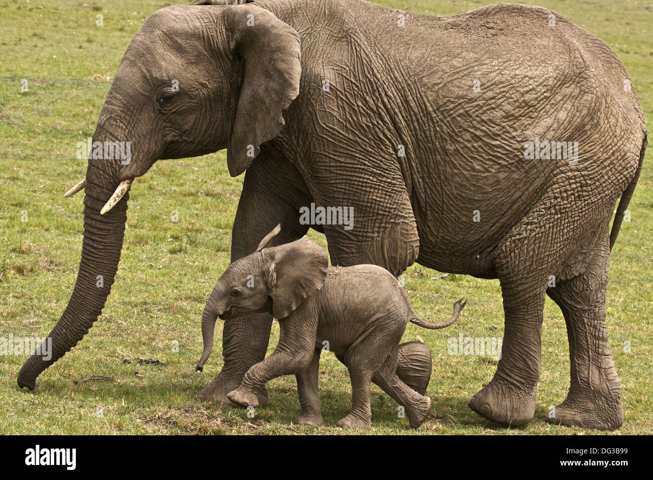 Baby Elephant out for a romp with its Mother Stock Photo