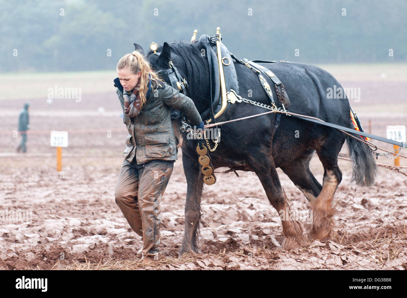 Llanwarne, Herefordshire, UK. 13th October 2013. 24-year-old graduate Gemma Schofield from Ulster, Warwickshire - working for NFU -  handles Carolyn, a shire horse, for retired farmer and experienced plough lady Jane Muntz-Torres in muddy conditions during the Class 13 Horse Ploughing – Oat Seed Furrow event at the British National Ploughing Championships. The top ploughmen/women of  each class (reversible and conventional) will represent Britain at the World Ploughing Championships to be held in France in 2014. Photo credit: Graham M. Lawrence/Alamy Live News. Stock Photo