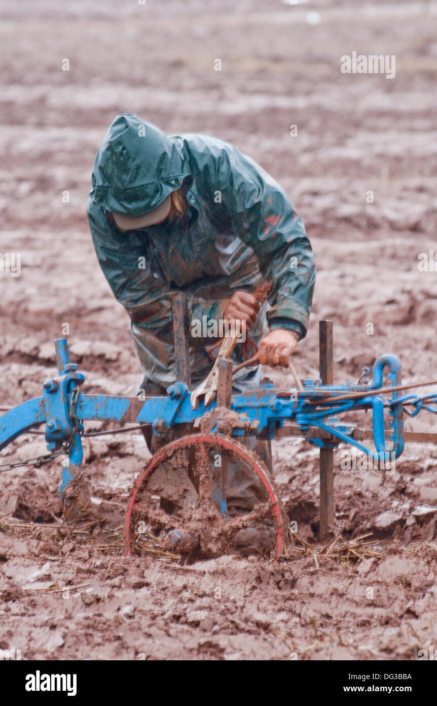 Llanwarne, Herefordshire, UK. 13th October 2013.  Retired farmer and experienced plough lady Jane Muntz-Torres makes fine adjustments in muddy conditions during the ‘Class 13 Horse Ploughing – Oat Seed Furrow event’ at the British National Ploughing Championships. The top ploughmen/women of each class (reversible and conventional) will represent Britain at the World Ploughing Championships to be held in France in 2014. Photo credit: Graham M. Lawrence/Alamy Live News. Stock Photo