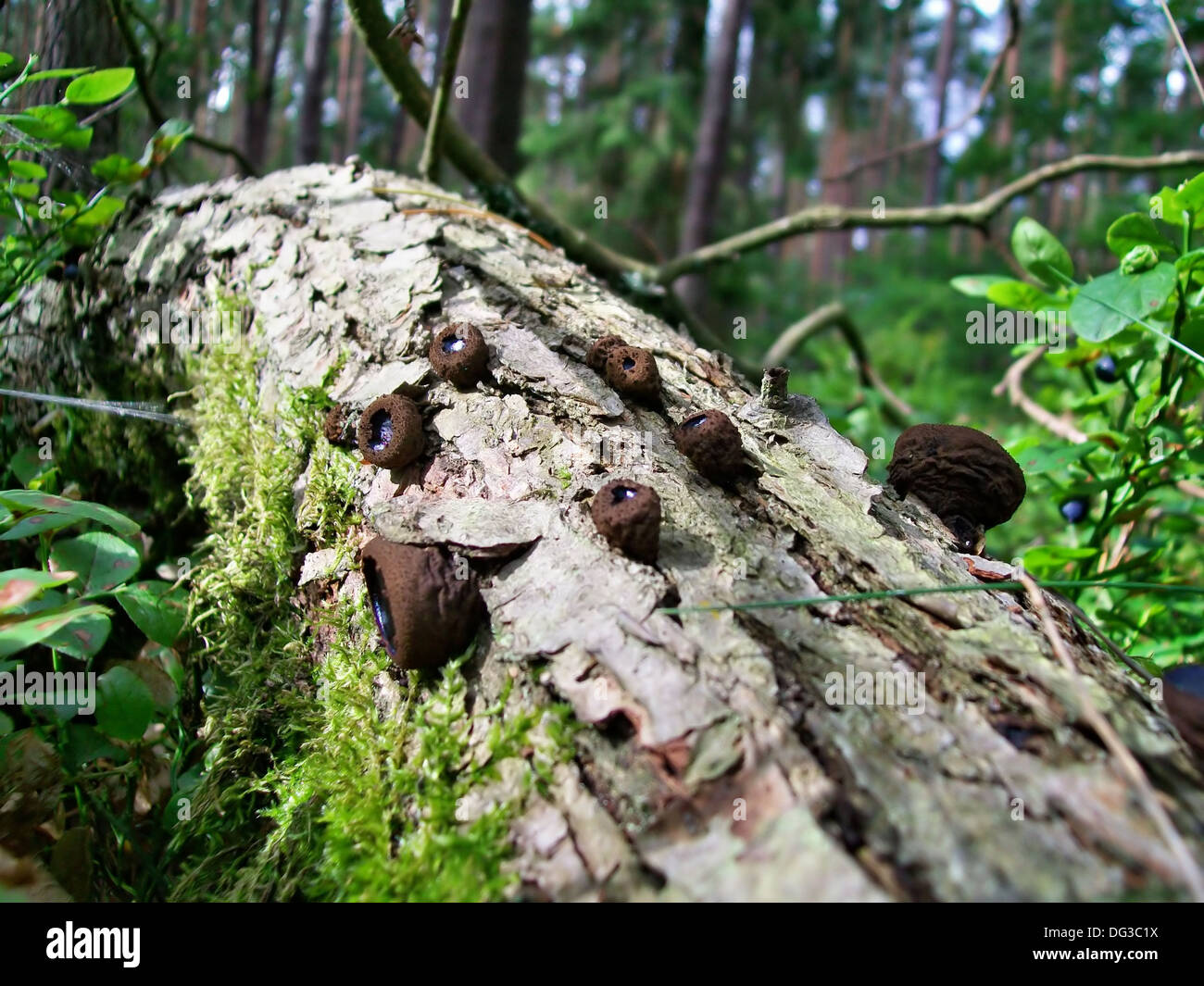 Exidia truncata mushroom growing in the forest Stock Photo