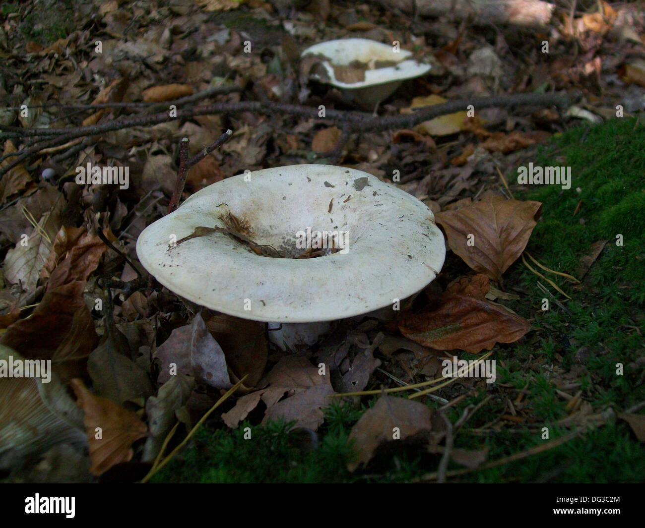 Mushrooms lactarius vellereus growing in the forest Stock Photo