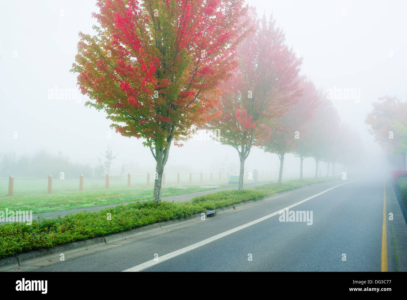 maple-trees-change-color-in-autumn-surrounded-by-fog-stock-photo-alamy