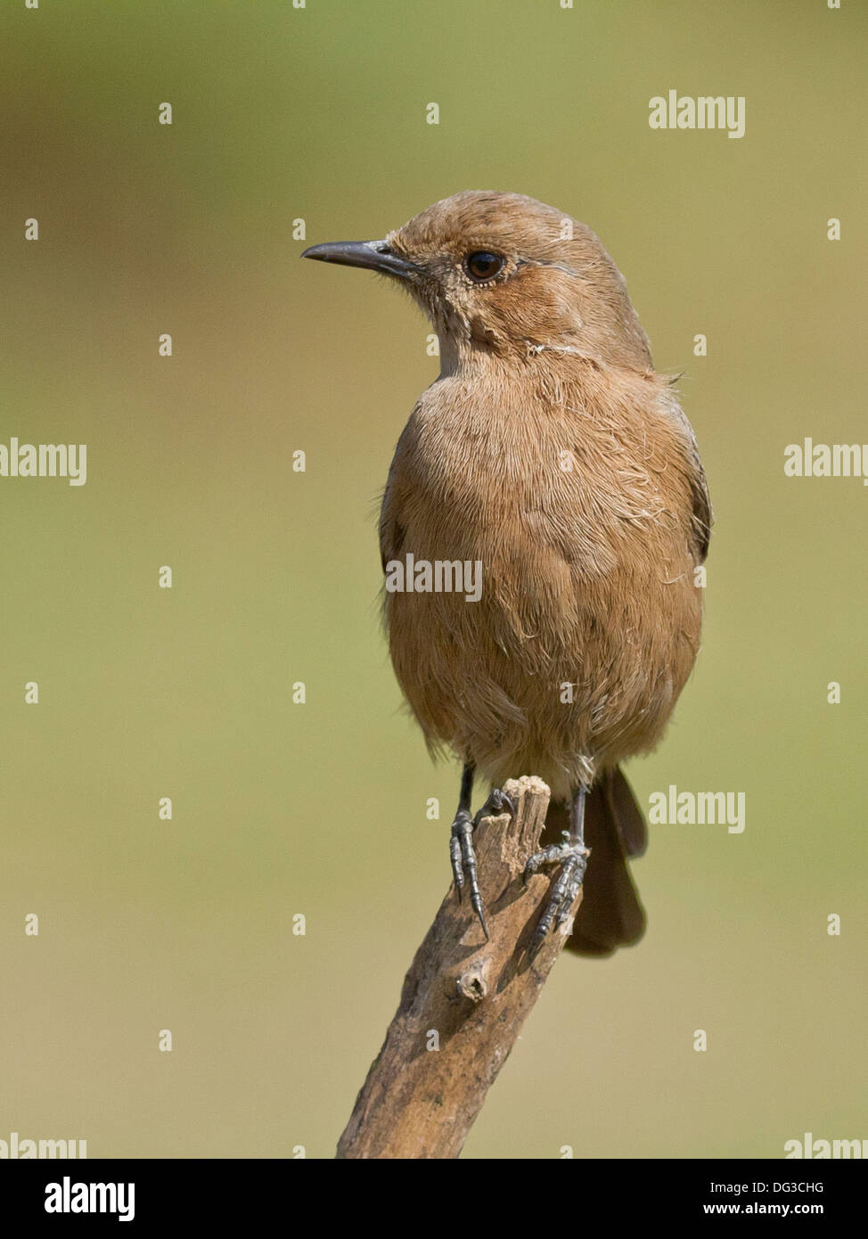Brown Rock Chat or Indian Chat (Cercomela fusca) Stock Photo