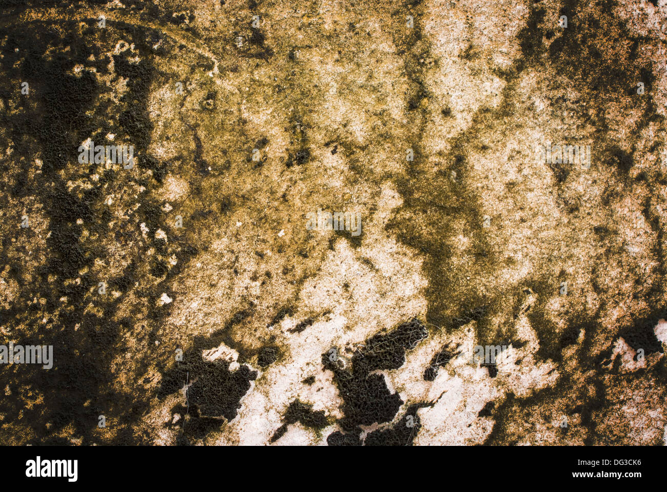 Algae texture hi-res stock photography and images - Alamy