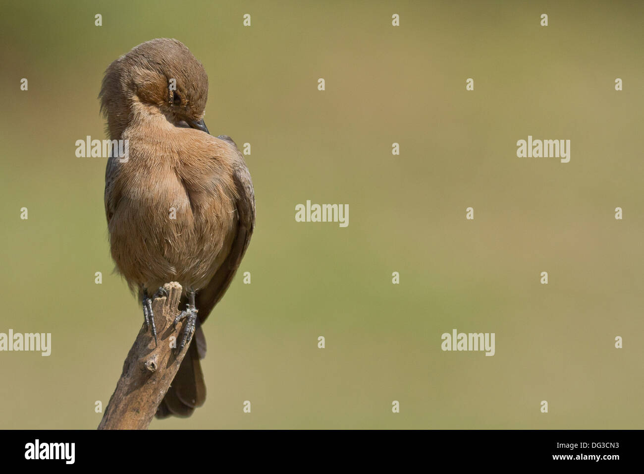 Brown Rock Chat or Indian Chat (Cercomela fusca) preening Stock Photo