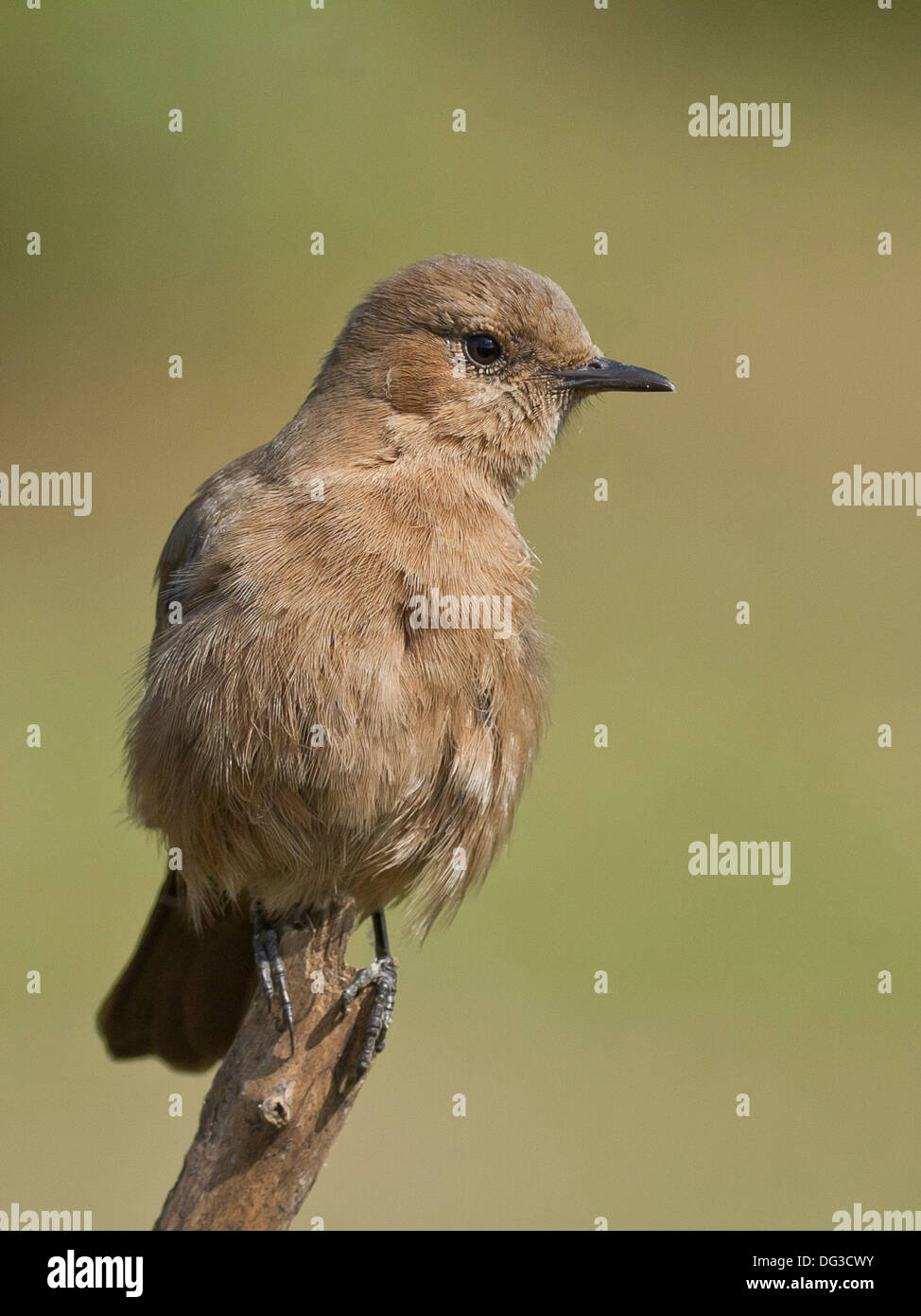 Brown Rock Chat or Indian Chat (Cercomela fusca) Stock Photo