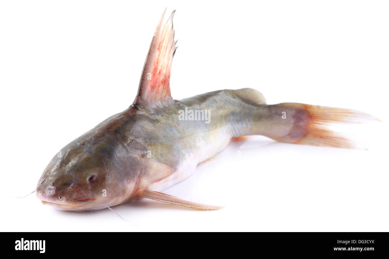 Rita fish of Southern Asia Stock Photo