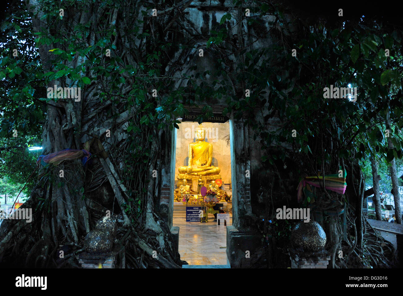 The banyan tree temple at Wat Bang Kung in Amphawa, Samut Songkram in Thailand. Stock Photo