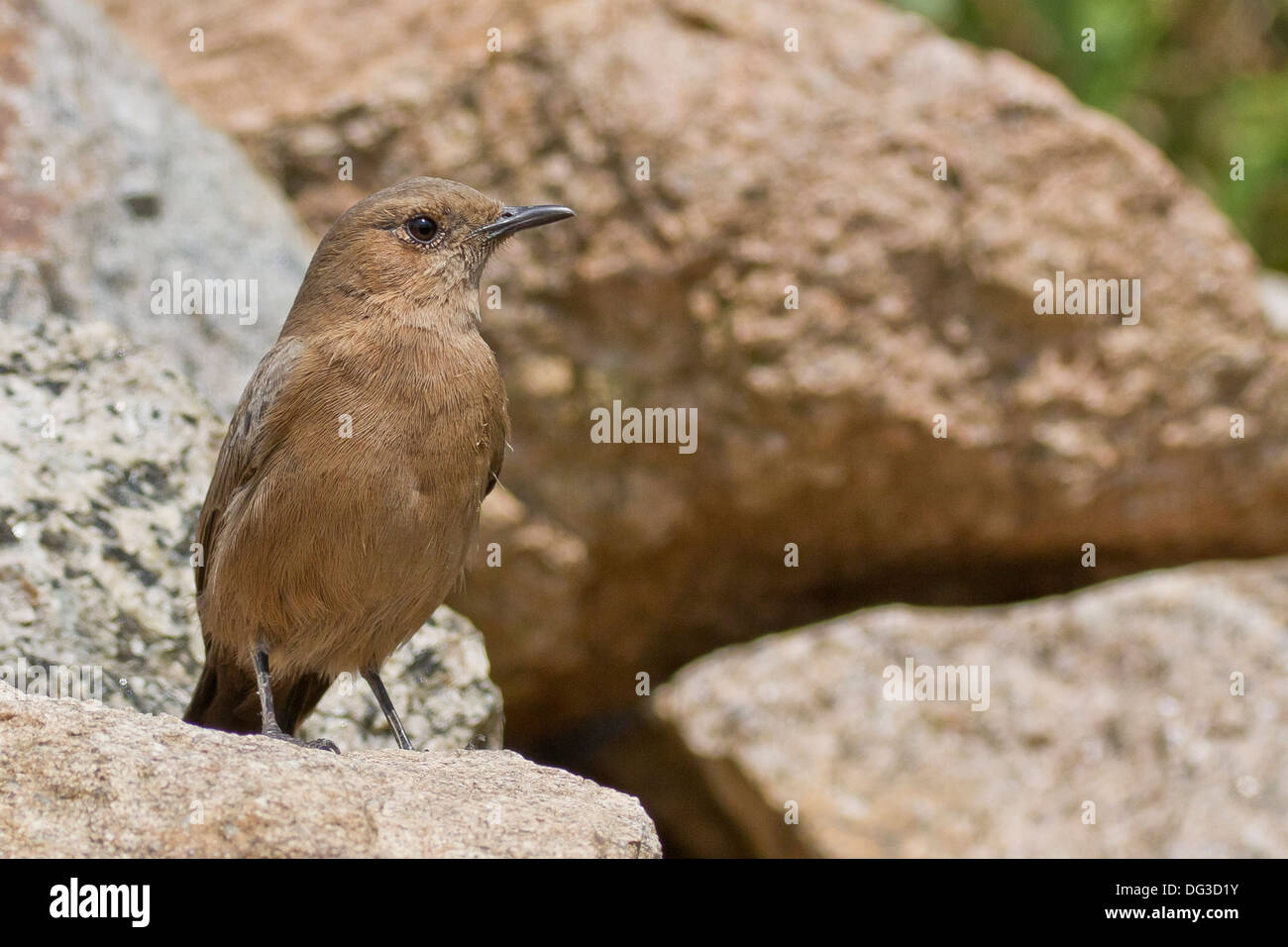 Brown Rock Chat or Indian Chat (Cercomela fusca) on rock Stock Photo