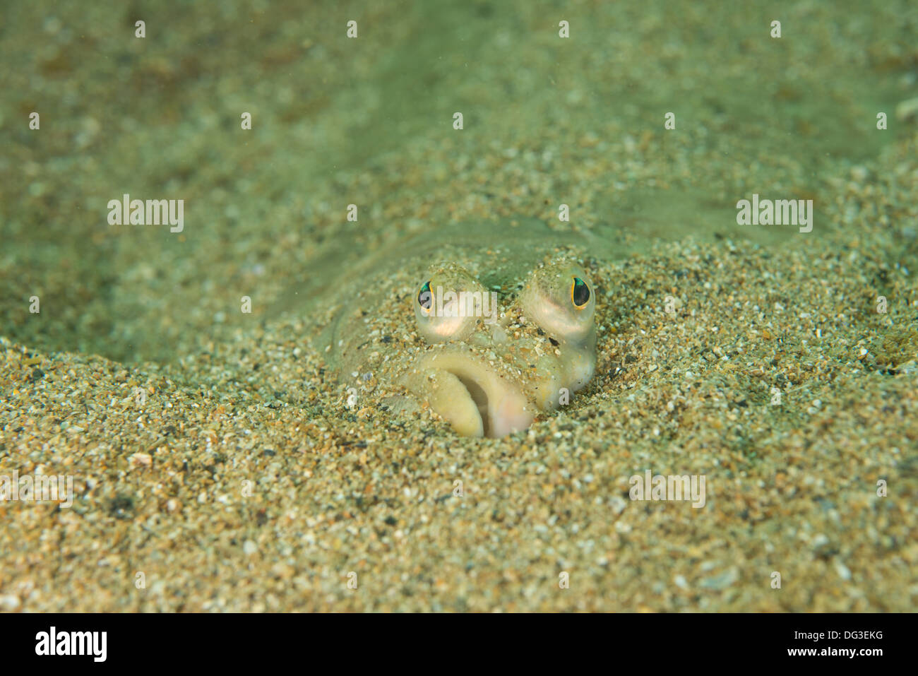 Plaice hiding, partially covered by sand. Stock Photo