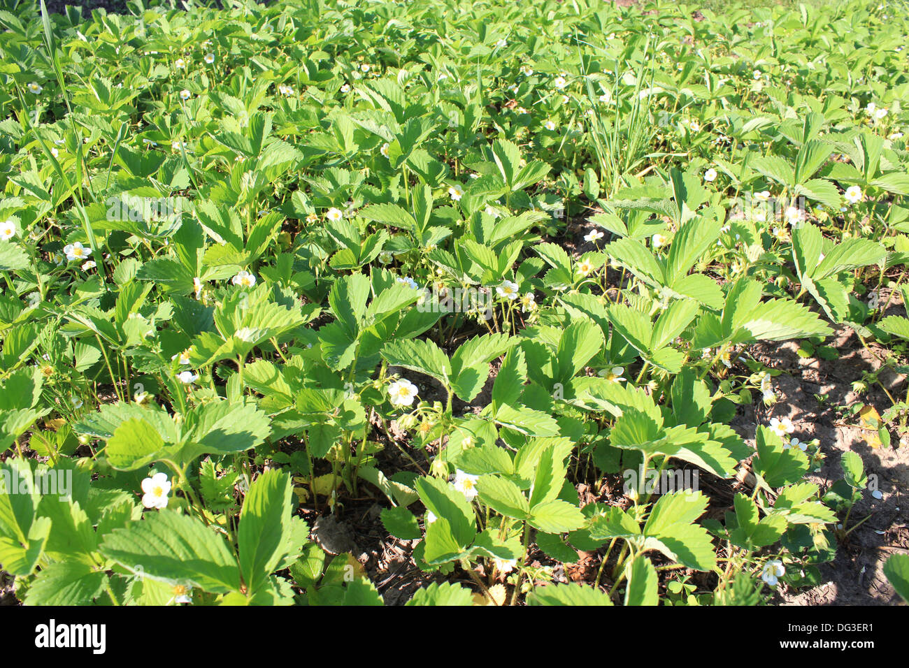 White strawberry plant hi-res stock photography and images - Alamy