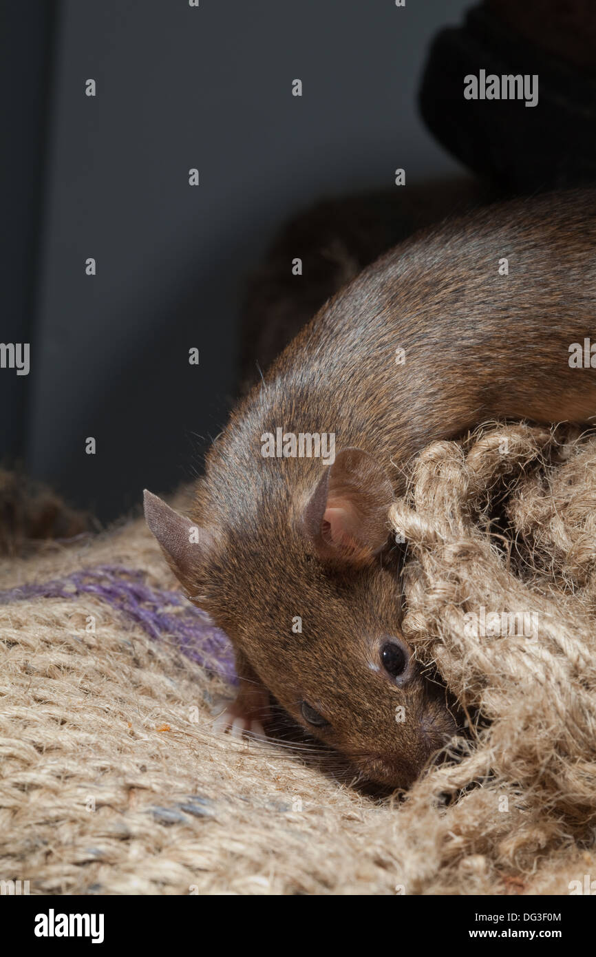 House Mouse (Mus musculus). Chewing into and burrowing into a hessian sack. Stock Photo