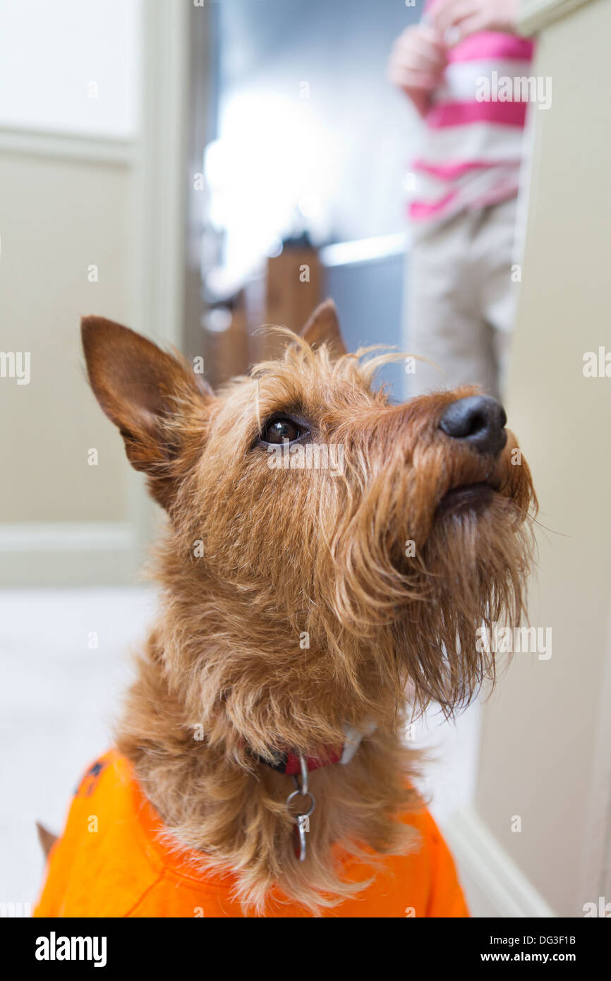 Irish Terrier pet dog. Stock Photo