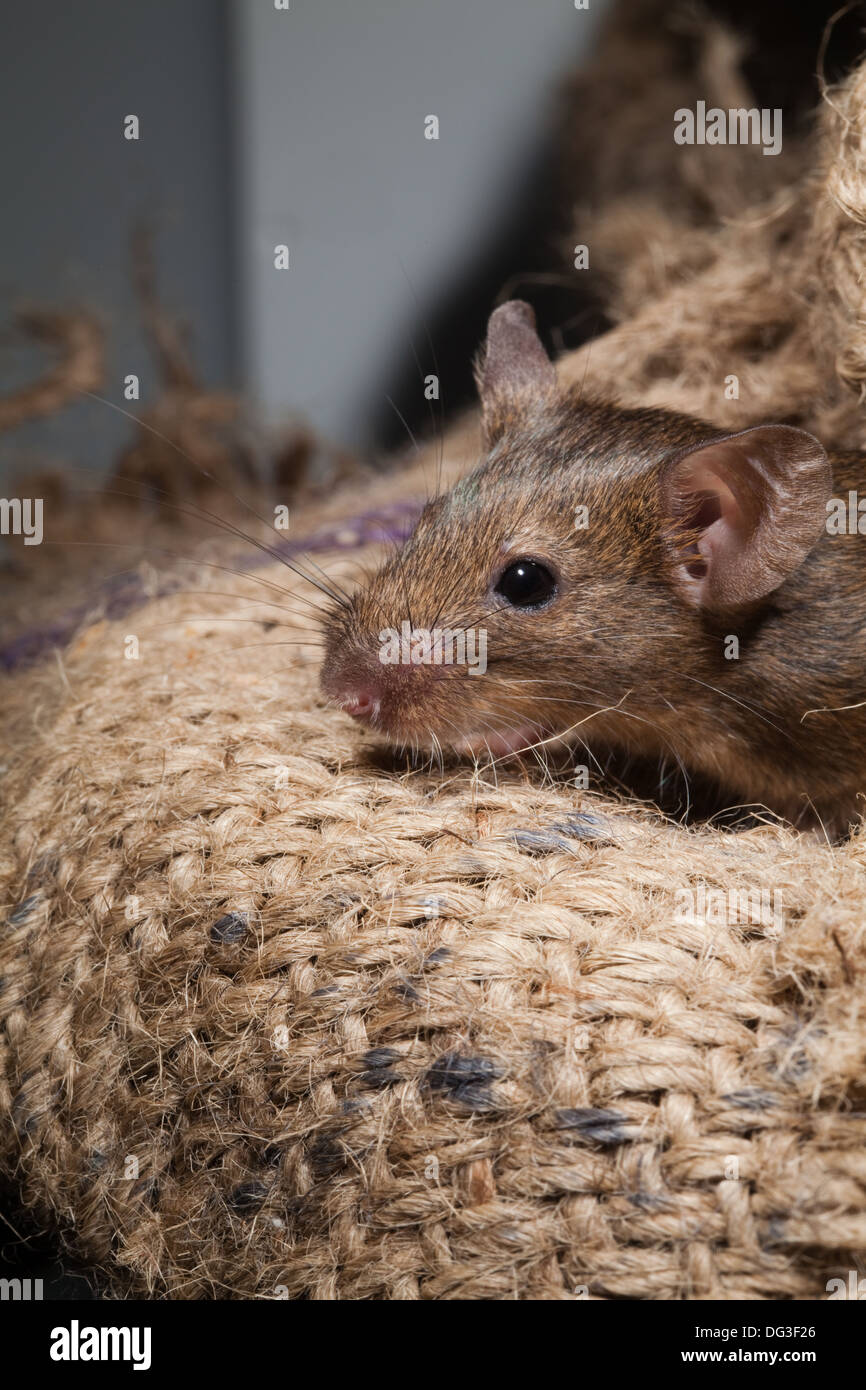 House Mouse (Mus musculus). Emerging from hessian sacking. Stock Photo