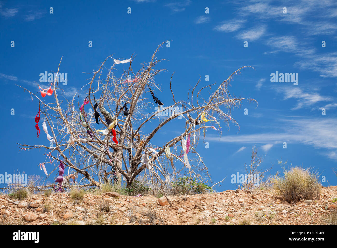 Dead tree covered in bras hung by travelers passing by, Utah Stock Photo