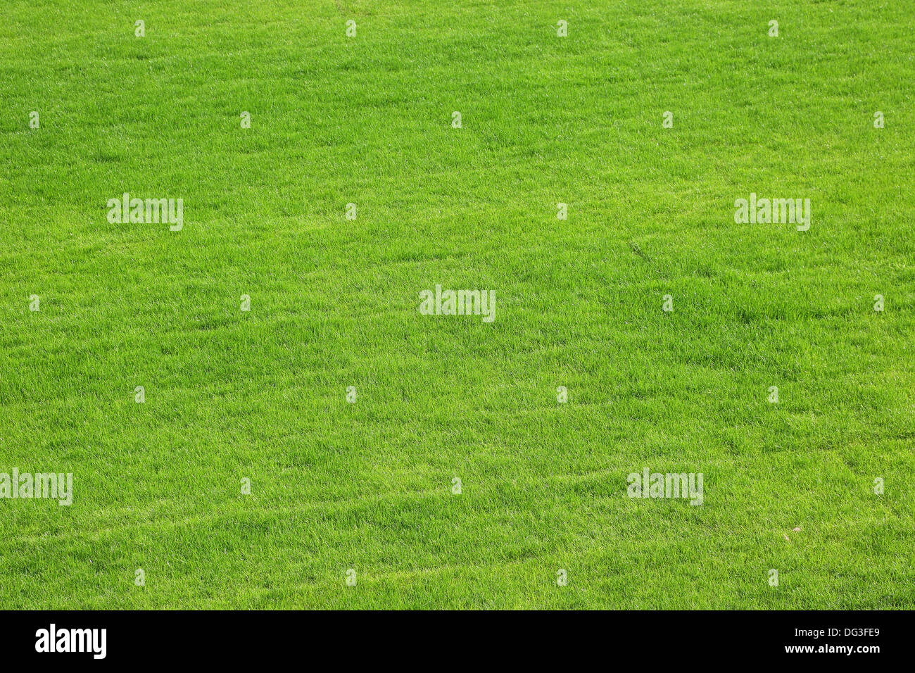 natural green, cut grass as background Stock Photo