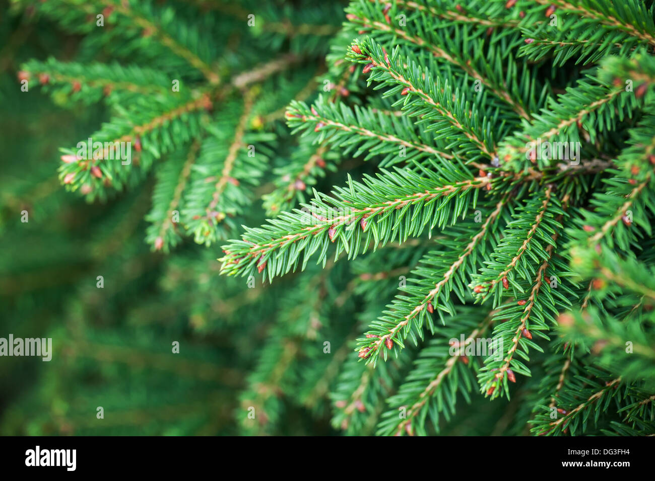 Bright green fir tree branches macro photo Stock Photo