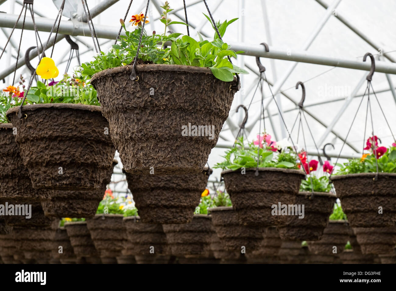 Pots of planted annuals hanging in nursery greenhouse, Oregon Stock Photo