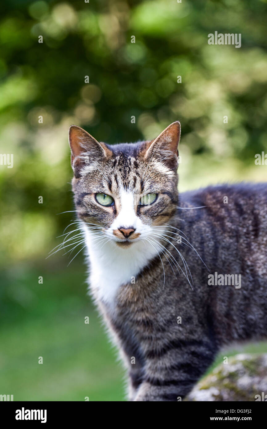 Felis catus. Tabby cat portrait. Stock Photo