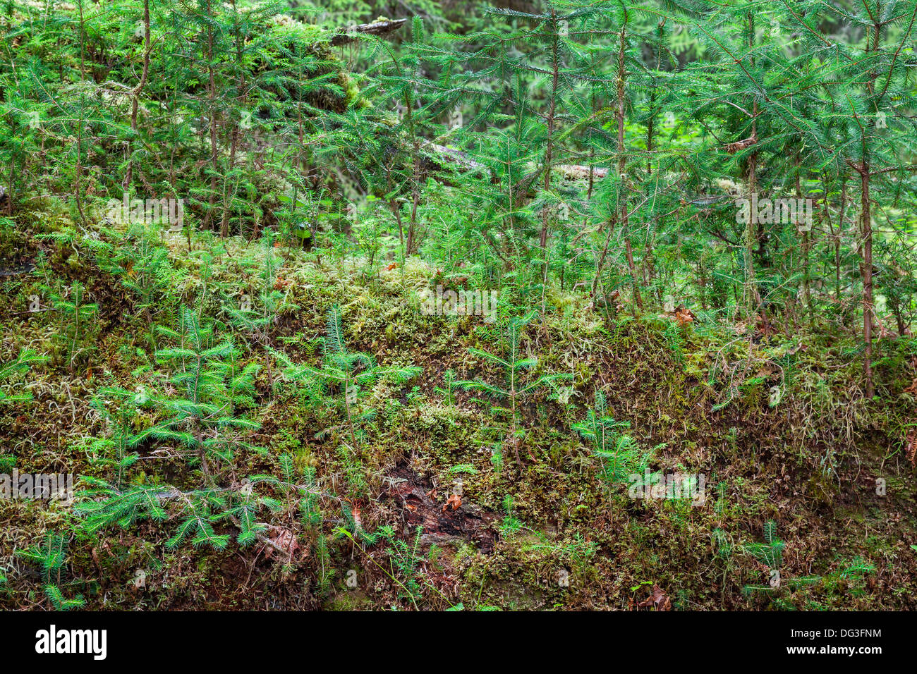 Saplings growing on a Nurse Tree in Olympic National Park, Olympic Peninsula, Washington Stock Photo