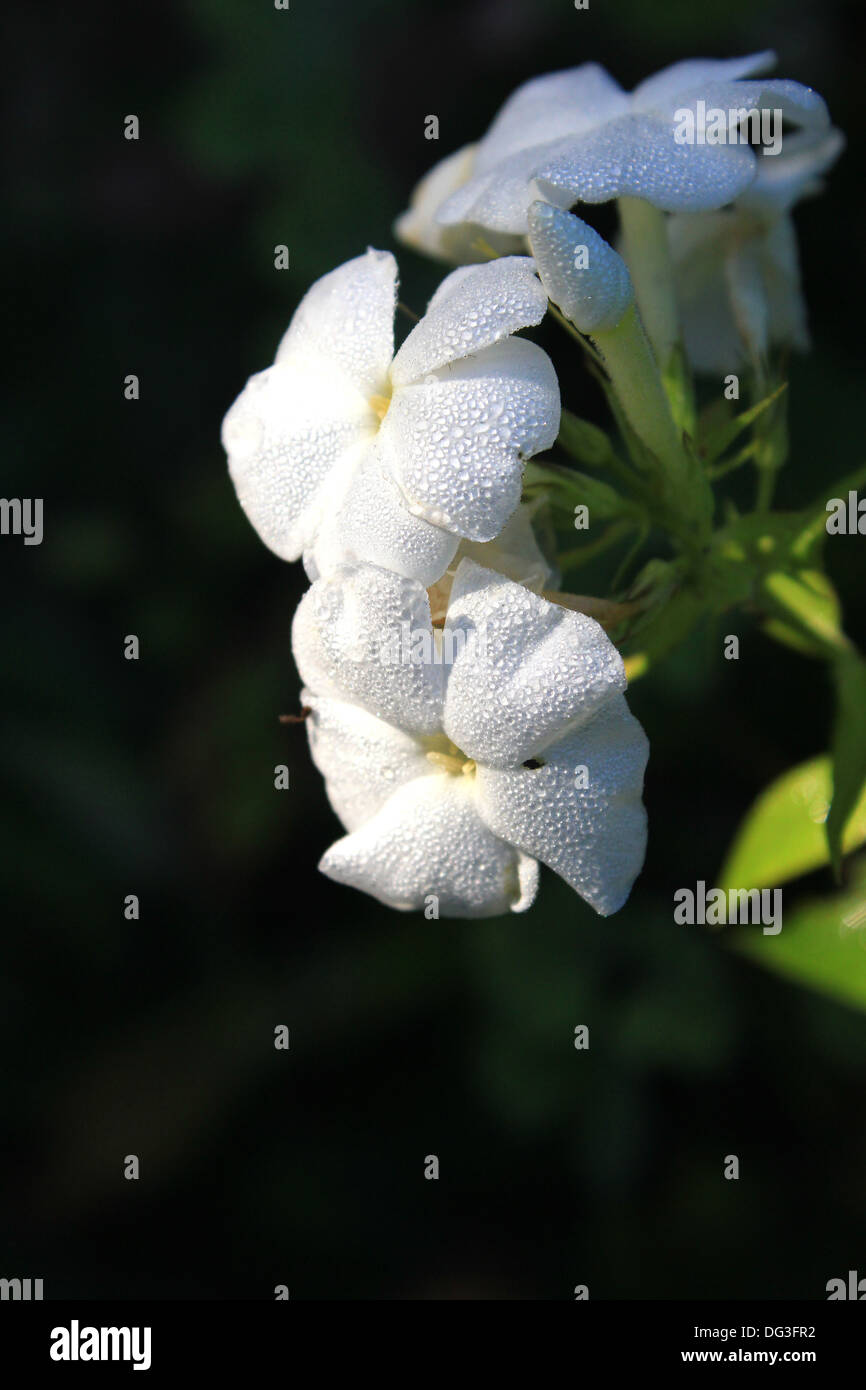 On white flowers hi-res stock photography and images - Alamy