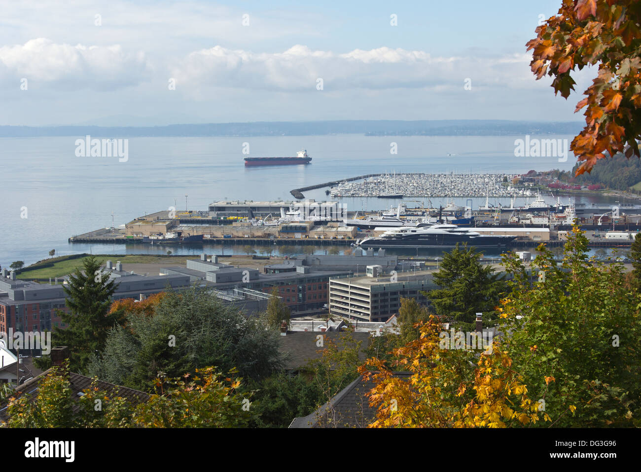 Seattle Port Viewpoint Fauna marina hi-res stock photography and images - Alamy