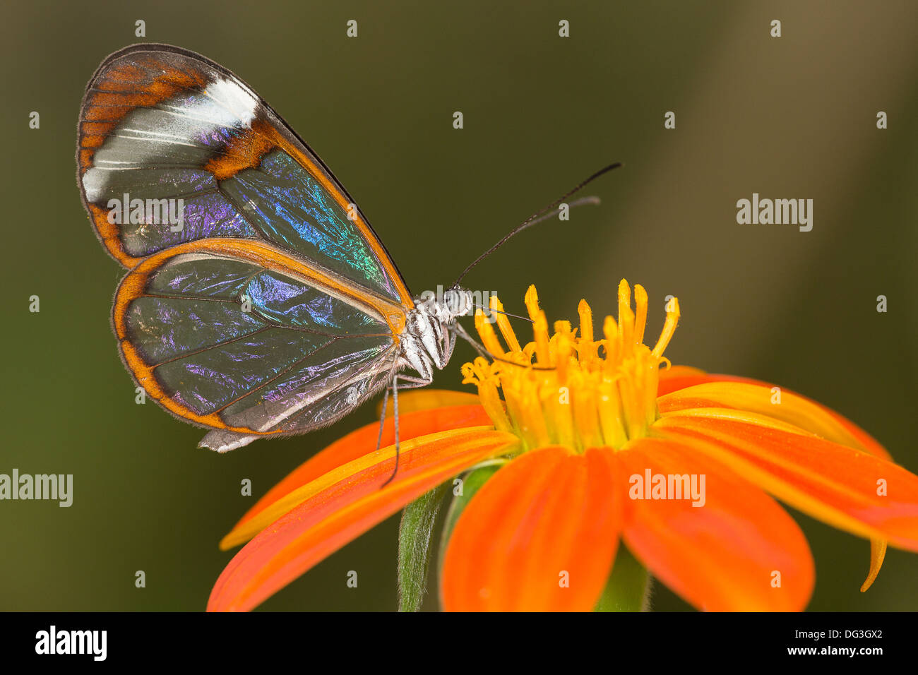 A 'Glass Wing' butterfly feeds from a flower in a butterfly house in Somerset Stock Photo