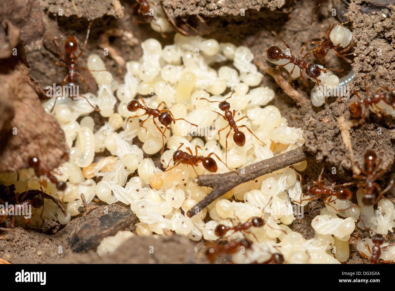 Reproduction ants hires stock photography and images Alamy