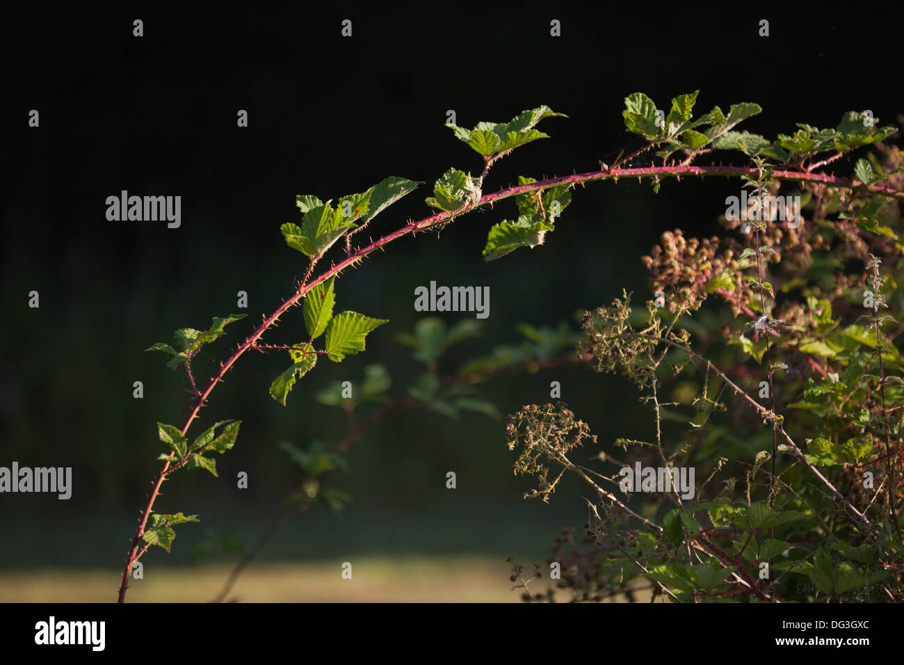 Blackberry, or Bramble (Rubus fruticosus). New vigorous growth, which allows for branching out and rooting , forming new plant. Stock Photo