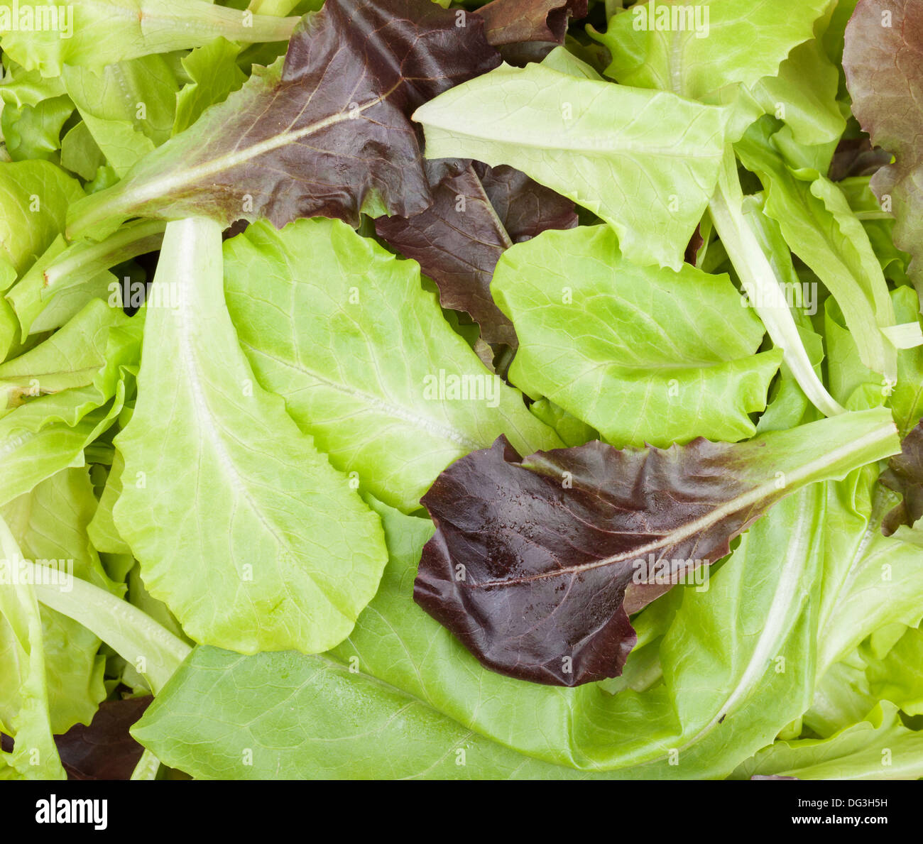 Fresh mixed salad leaves food background Stock Photo Alamy