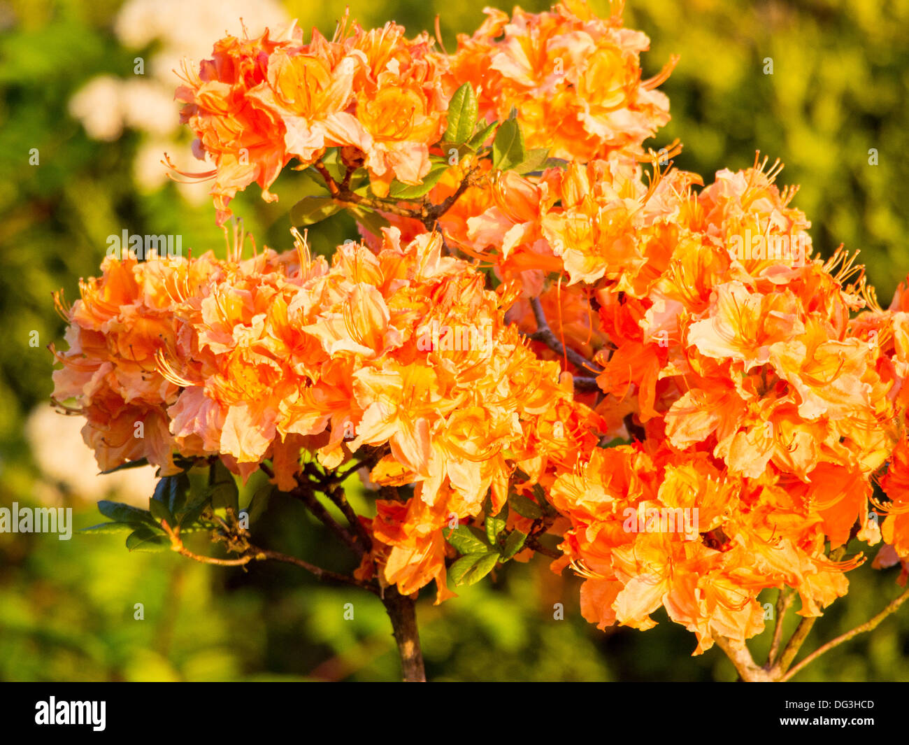 Page 2 Orange Azalea High Resolution Stock Photography And Images Alamy