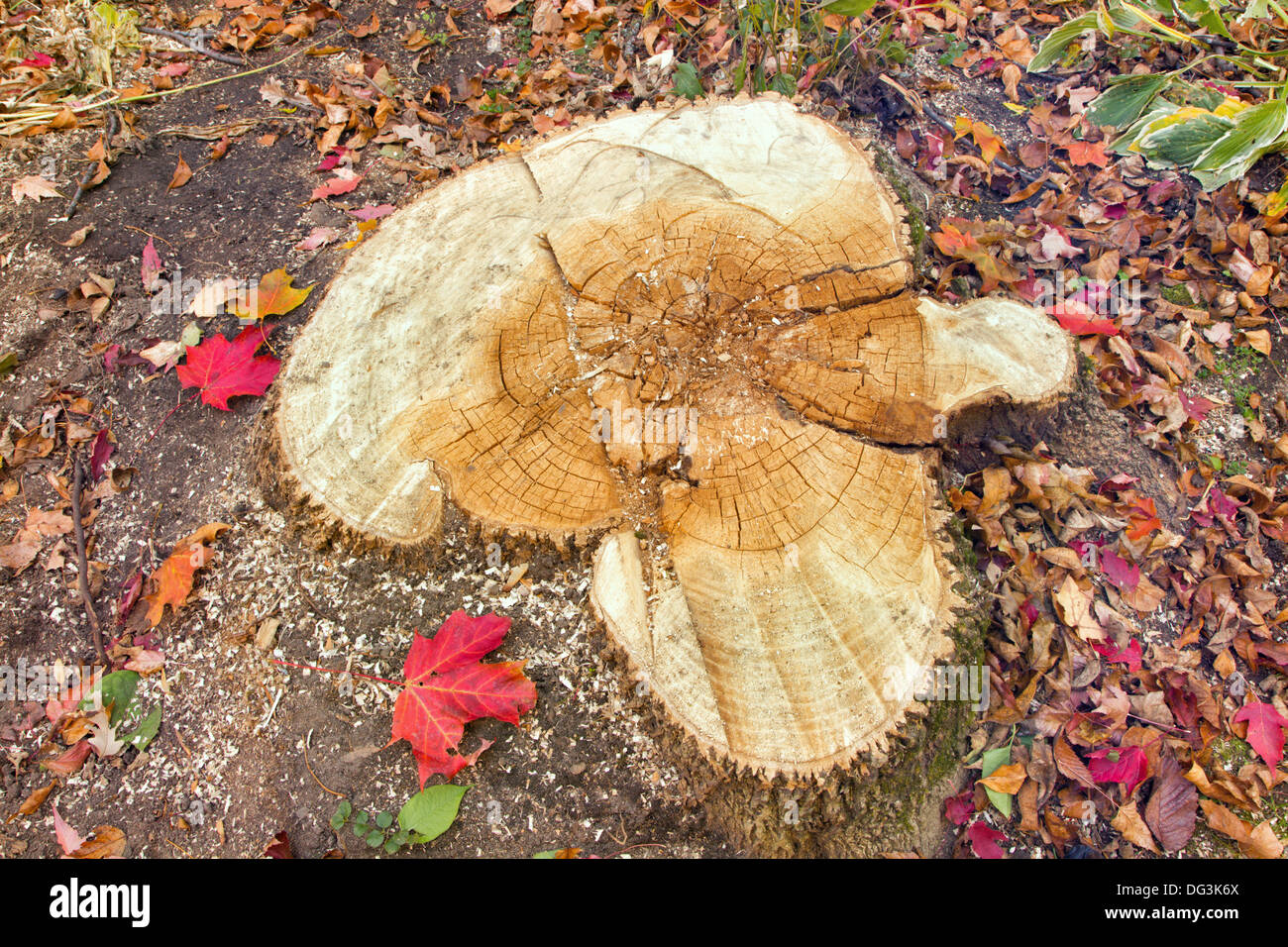Ash tree stump showing heart rot fungal disease that causes the decay of wood at the center of tree trunks. Stock Photo