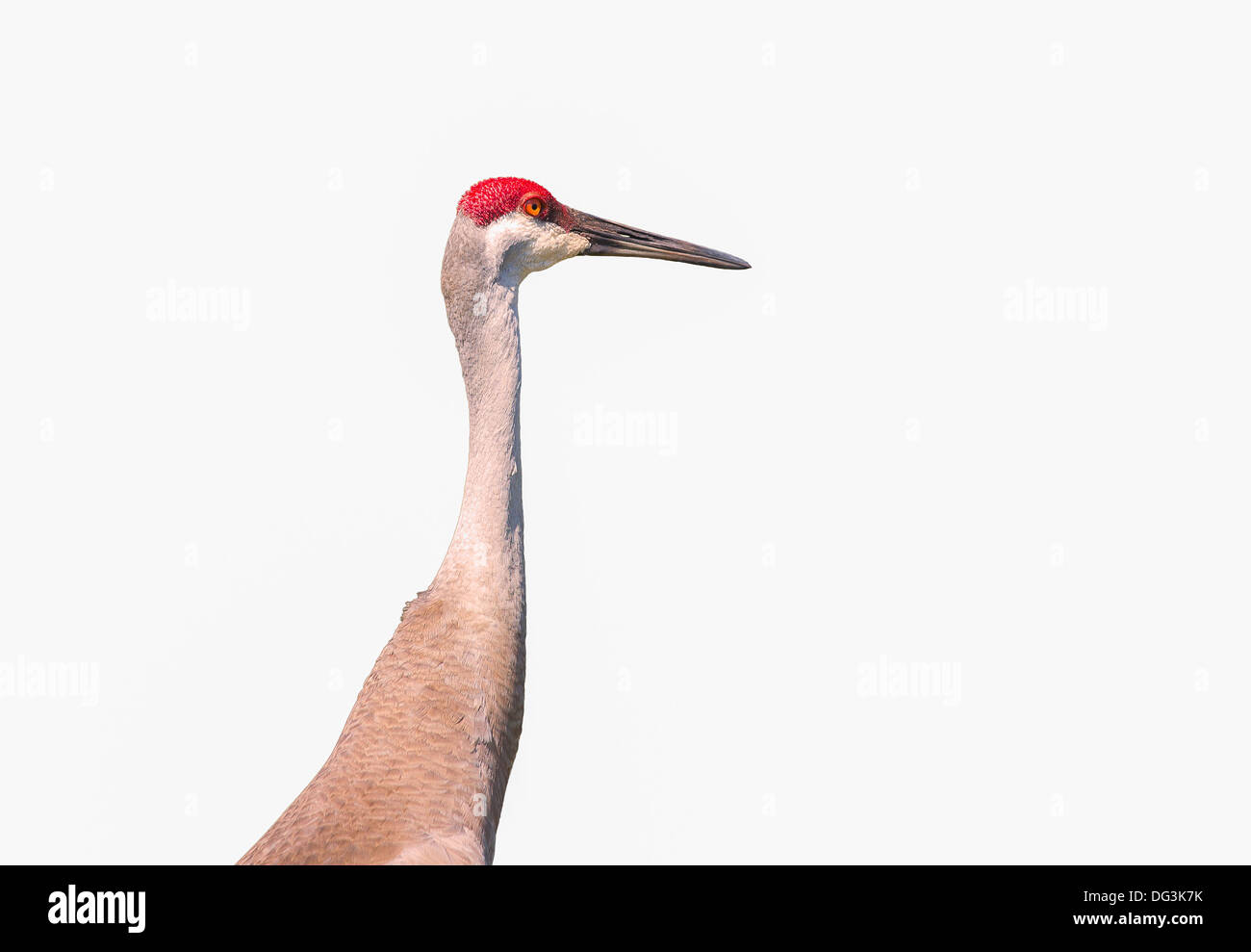This Sandhill Crane is isolated on a white background and is intently gazing ahead. Stock Photo