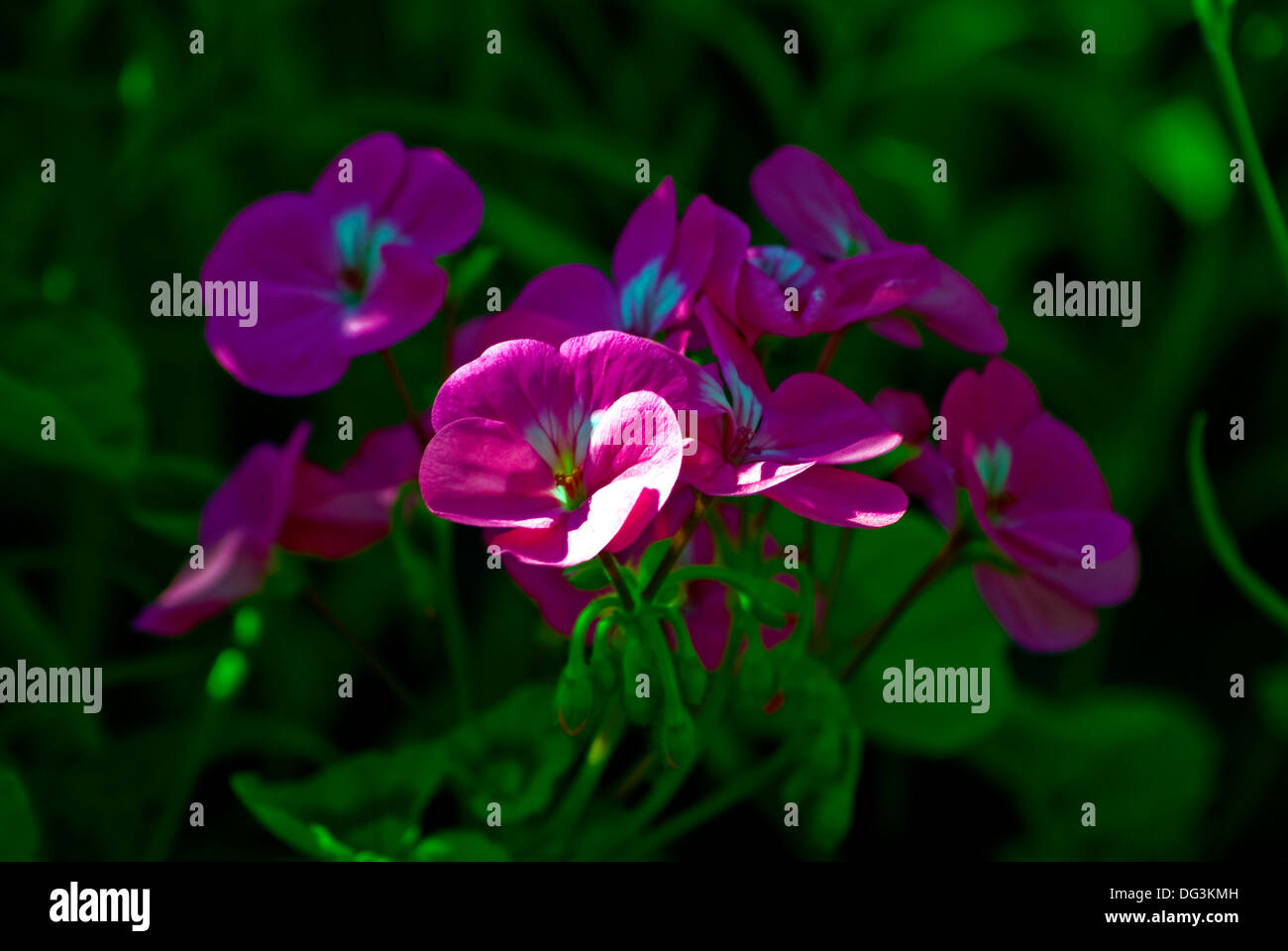 plant red flowers Stock Photo Alamy