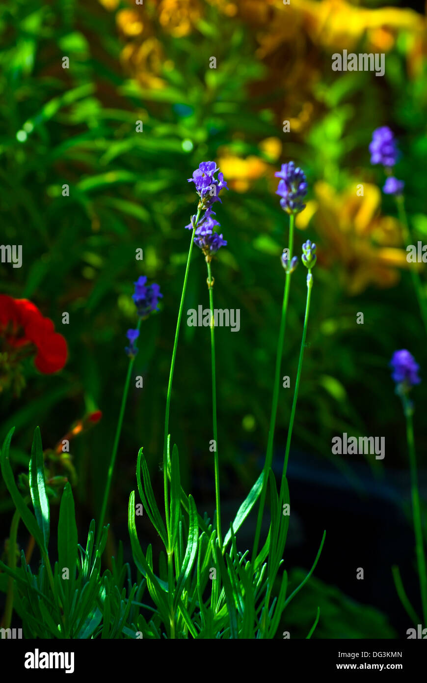 Free Flowering Plant High Resolution Stock Photography and Images - Alamy